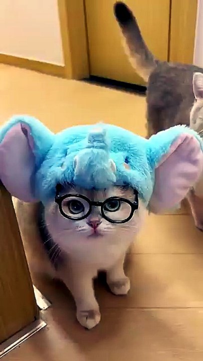 Cat videos cute cats kittens meowing 🐾✨😸 _cat...
