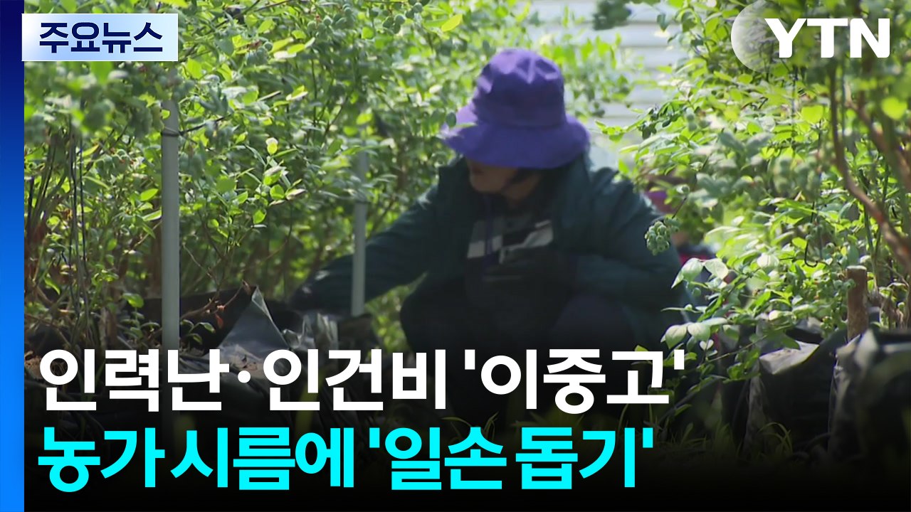 인력난·인건비 '이중고'...농가 시름 더는 '구슬땀' / YTN