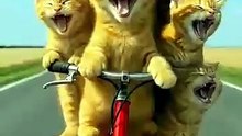 Cute cat 🐈🐈_cat _catvideo _funny _shorts _aicatstory _ai _aiart _shortsfeed _cartoon _viral _trend(360P)