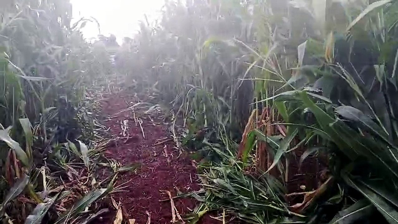 Carro com quase 300 kg de maconha é apreendido na PR-239 em Assis Chateaubriand
