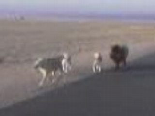 خروف فاقد الذاكره