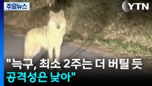 "늑구, 최소 2주는 더 버틸 듯...공격성은 낮아" / YTN