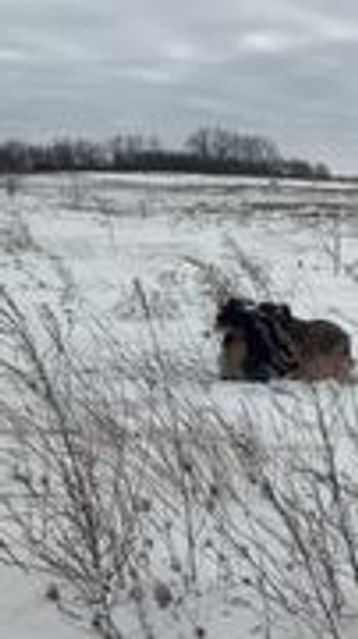 Australian Shepherds Play Energetically in Snow