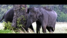 The Great Elephant Gathering Of Asia (2016)