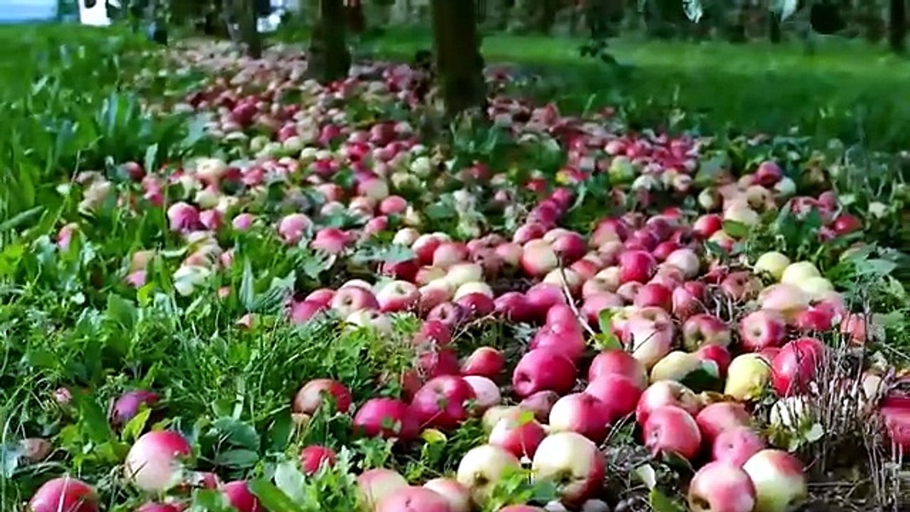 COMO se HACE el JUGO de MANZANA industrial🍎| Como se PRODUCE el ZUMO de MANZANA en las FÁBRICAS