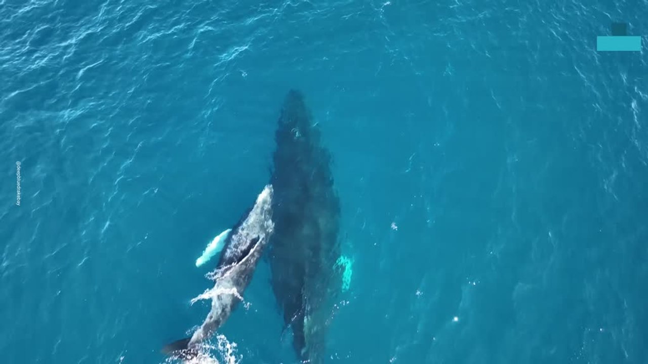 Adorable Baby Whale Spotted ‘loving Life’ as It Swims Alongside Mum