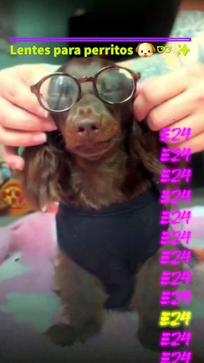 Lentes para perritos 🐶👓✨  Dog glasses.