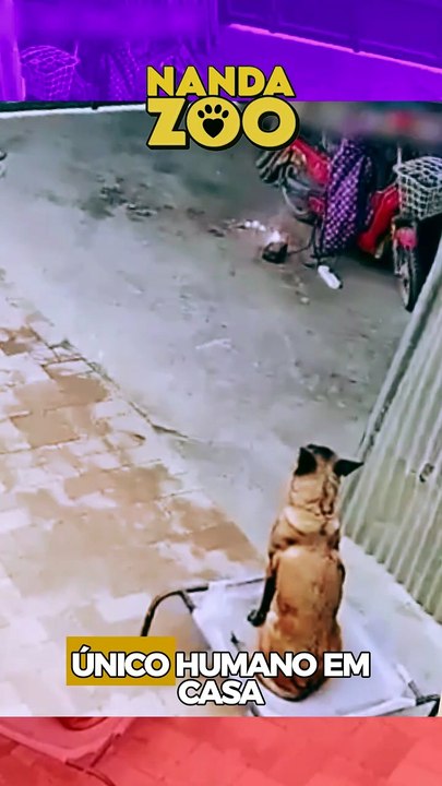 Esse Malinois SALVOU a casa 🐕🛡