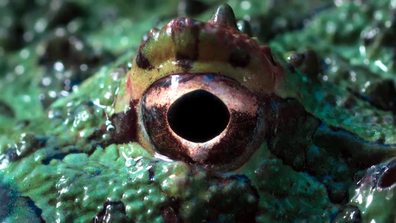 The Horned Frog (El Escuerzo) | Official Trailer HD