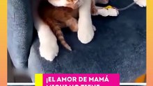 ¡Nada como el amor de michi mamá! Así consiente a su pequeño.