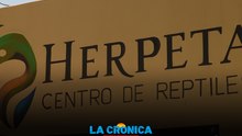 Serpientes, ajolotes y más reptiles así será el nuevo herpetario de Mexicali
