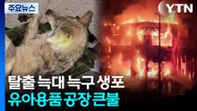 탈출 늑대 '늑구' 9일 만에 생포...유아용품 공장 큰불 / YTN