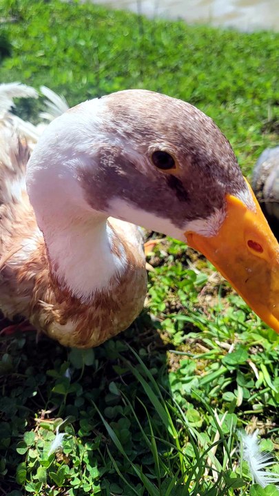 DVD (Dick Van Duck), one of our disabled ducks, preening after a swim in this nice weather! | #SparklegleamFarm #DickVanDuck #DVD #homestead #duck #farmanimals #soft #cute