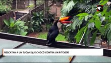 Tucán rescatado en Posadas