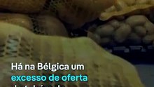 Preço das batatas cai para zero na Bélgica