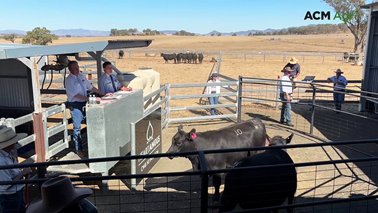 Top-valued Heart Angus heifer bound for Banquet Angus