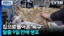 대전 탈출 '늑구' 9일 만에 생포...건강 이상 없어 / YTN