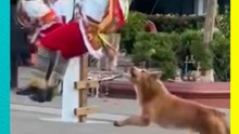 Perrito intenta atrapar a volador de Papantla y se vuelve viral