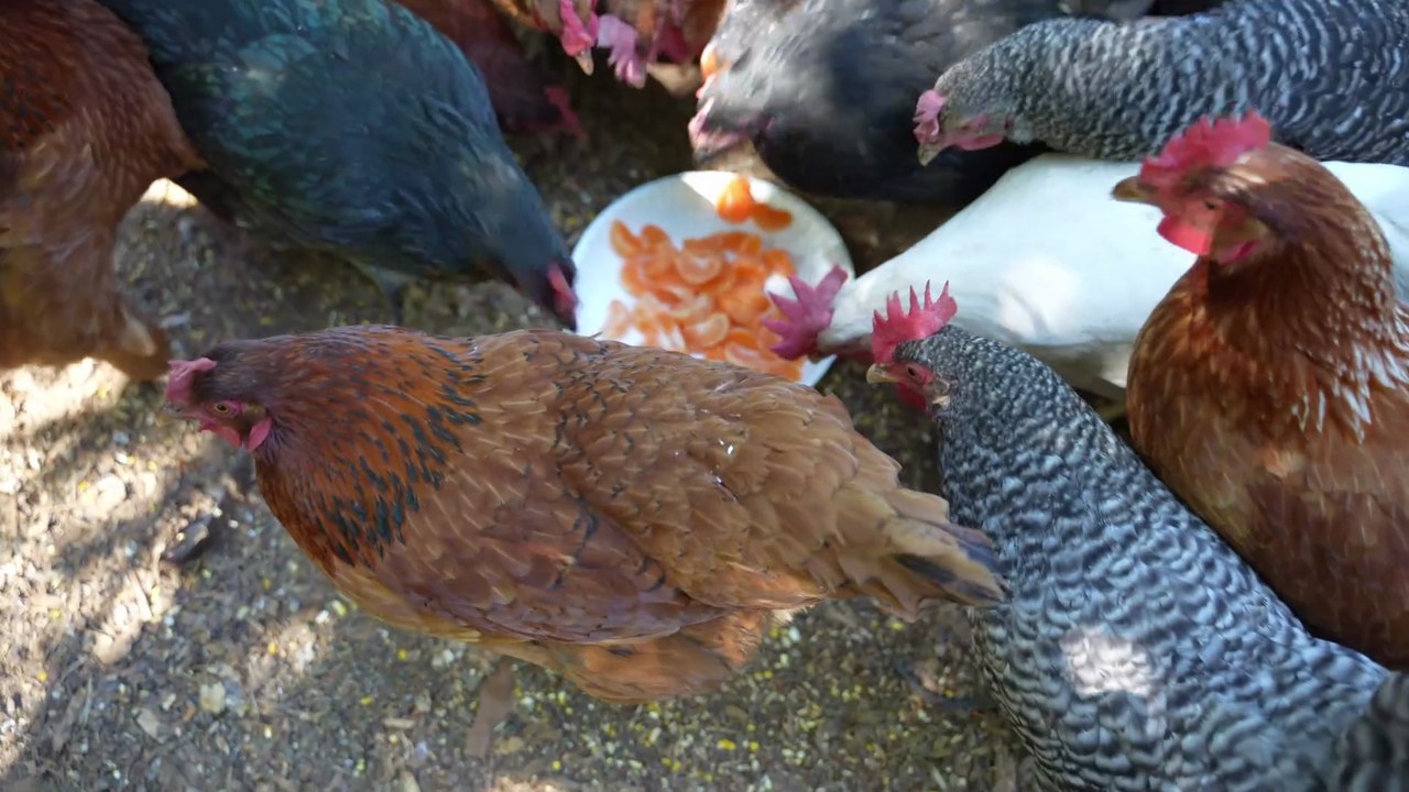 Will my hens like fresh mandarin orange slices?