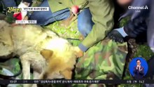 [돌직구 강력반]오월드 탈출 ‘늑구’ 열흘 만에 생포…건강 이상 없어
