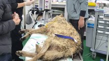 대전 탈출 늑대 '늑구' 생포…"건강 이상 없어" / YTN