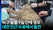 탈출 늑대 '늑구' 9일 만에 생포..."건강 이상 없어" / YTN