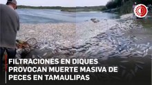 Filtraciones en diques provocan muerte masiva de peces en sur de Tamaulipas