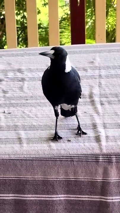 Magpie