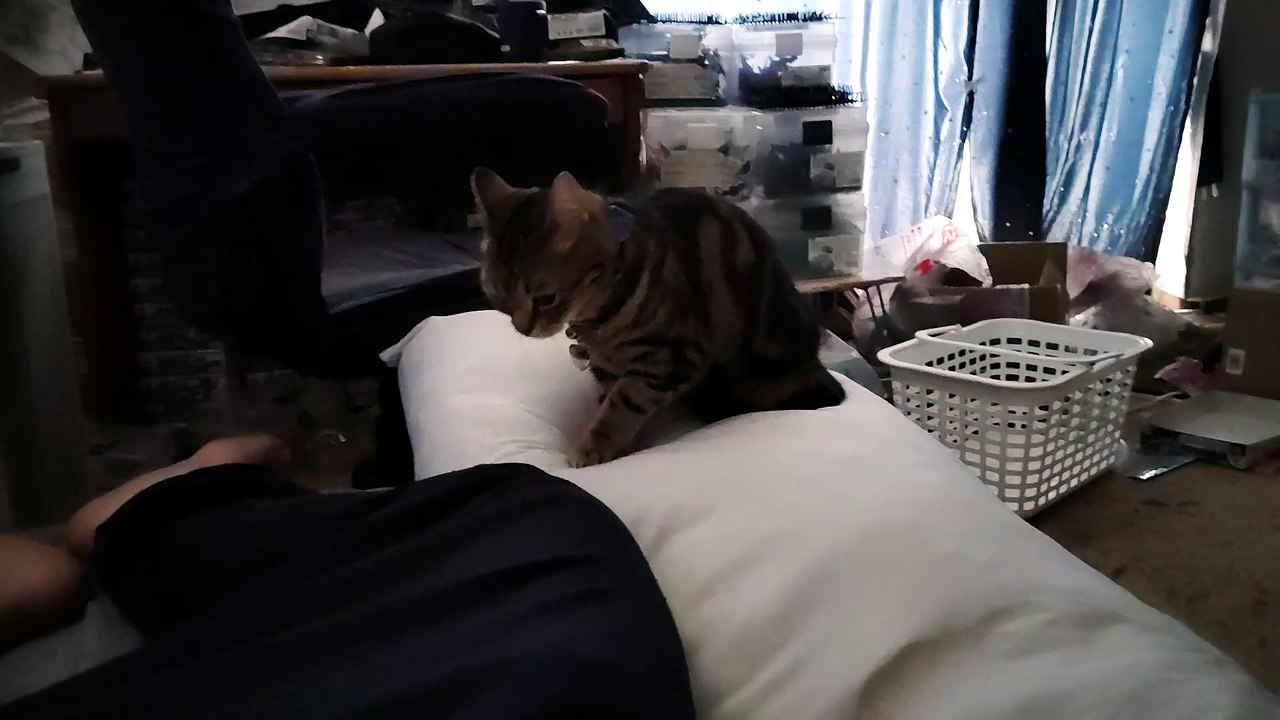 ふみふみミア11
