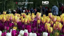 Países Baixos: Keukenhof atrai turistas de todo o mundo na primavera