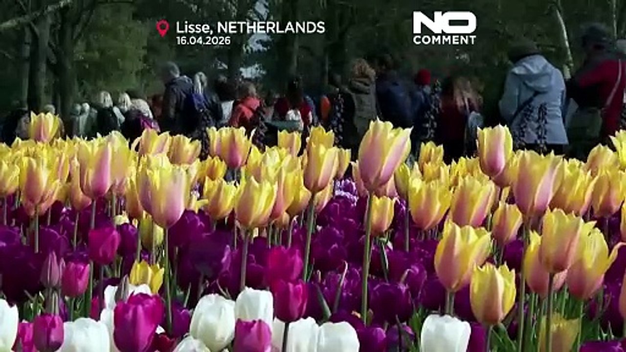 Keukenhof in den Niederlanden lockt internationale Gäste zur Frühlingsblüte