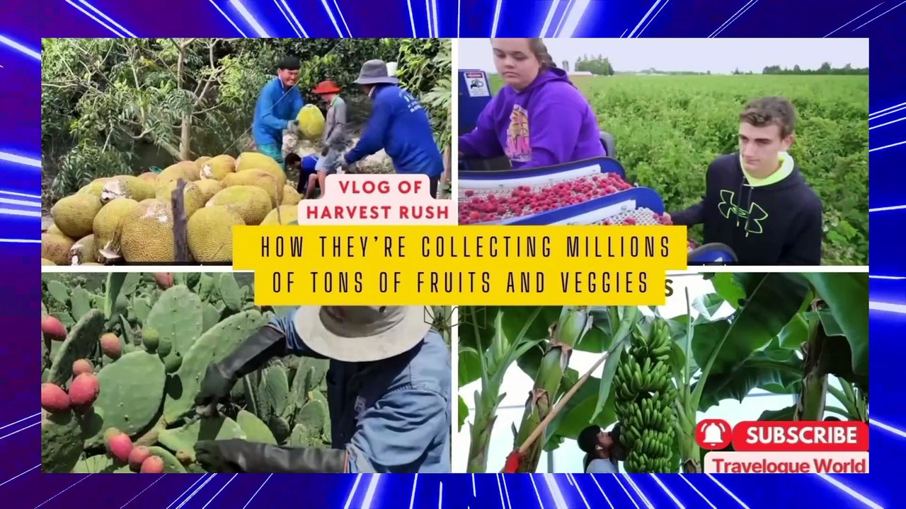 The Reality of Harvesting | Harvest Rush| How they are collected Thousand of Tons Fruits and Veggis