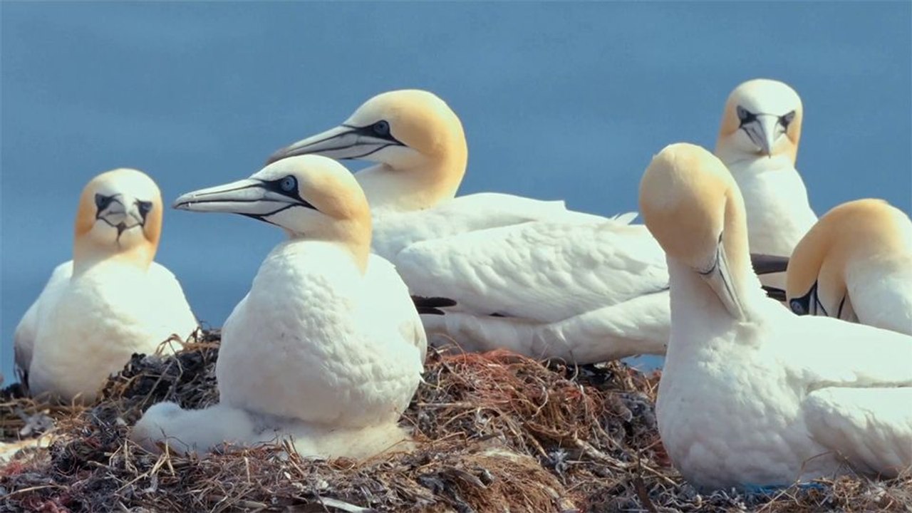 Watching People Watching Birds Trailer DF