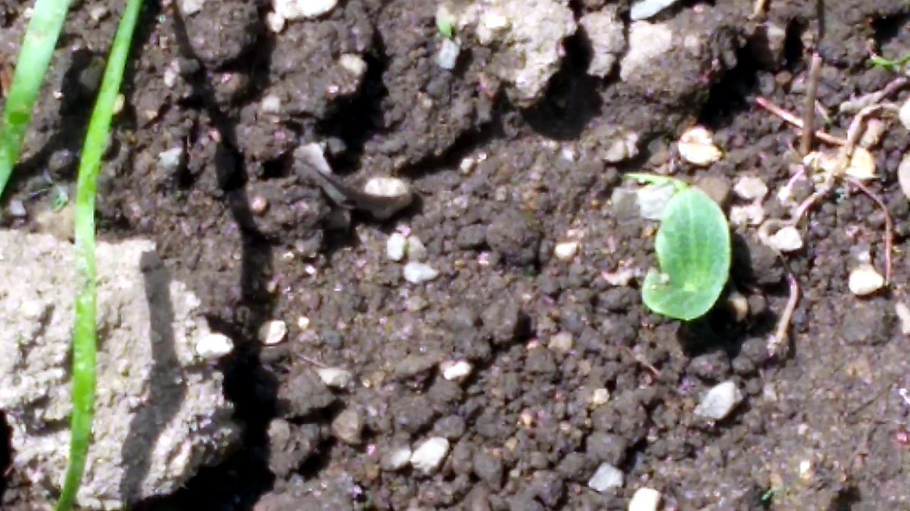 カボチャの芽が出てきました