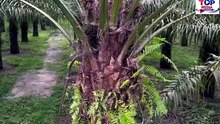 La transformation des résidus de palmier à huile en engrais biologique