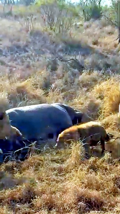 Lion Dominance Power Rules the Savanna