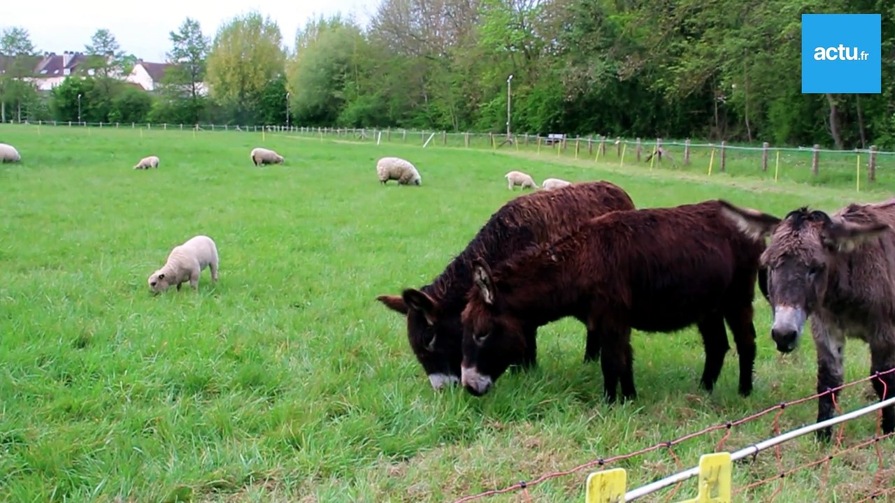Charmant spectacle d'ânes, de moutons et d'agneaux à deux pas du centre-ville d'Argentan