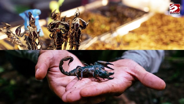 Los escorpiones amazónicos podrían ayudar a combatir el cáncer de mama