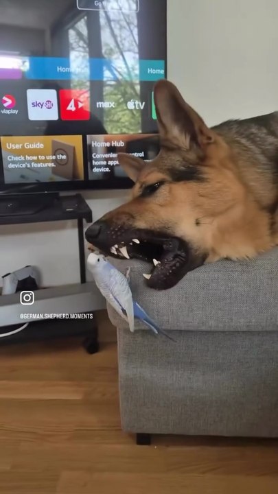 Wait FOR END 👉German shepherd funny shorts video 😂😂🐶🐶🐾🐾🐾👇