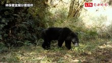 宜蘭「森林傳說」是真的！首宗拍到棲蘭山黑熊、直徑2公尺熊窩也曝光