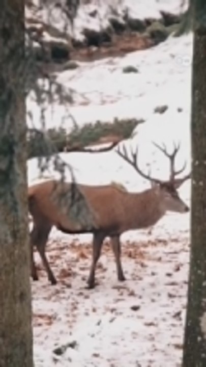 Wildlife meets AI