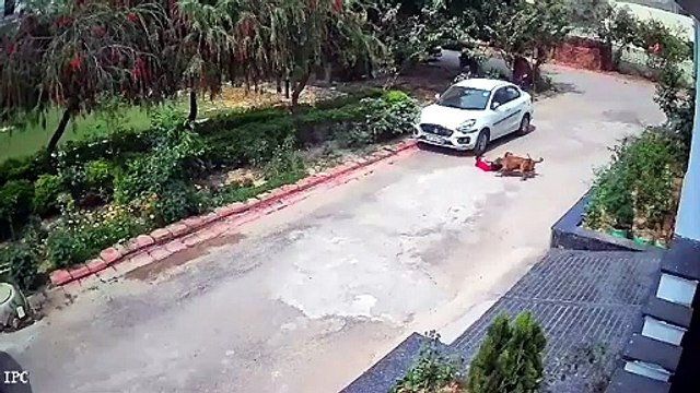 TW/ Sensitive Visuals Shocking CCTV from Lucknow: Stray dogs aggressively attacking a young child. A man saves the kid just in time.