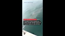 VÍDEO: tubarão-branco de 5 metros gera pânico ao nadar em volta de barco