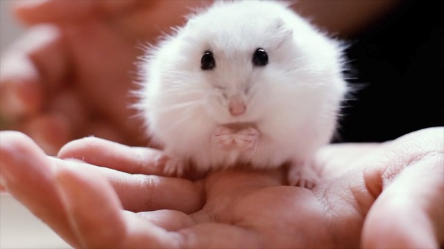 Certain Pets Lower Some Allergies More Than Others