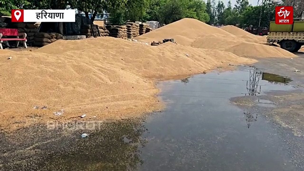 हरियाणा की मंडियों में कुदरत और सिस्टम की मार, बारिश से भीगा हजारों क्विंटल अनाज