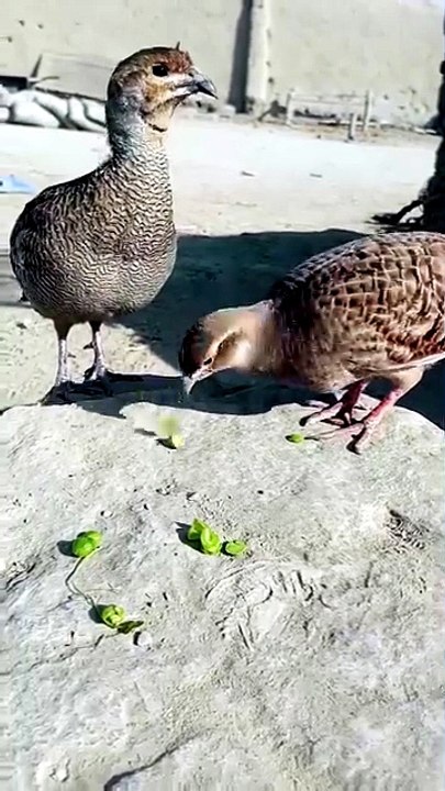 Amazing Iranian Teetar Pair in HD Nature Lovers...