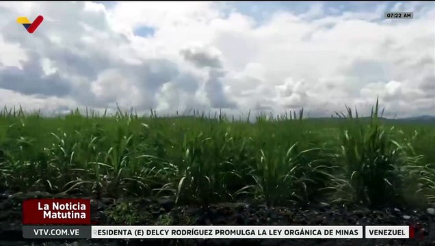 Portuguesa | Producción de Caña de Azúcar sobrepasó los 3 millones de toneladas