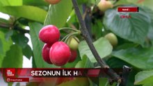 Manisa'da sezonun ilk kirazı 6 bin TL'den satıldı