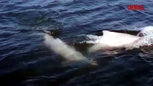 Cina, avvistato gruppo di delfini bianchi. Con loro anche un cucciolo appena nato