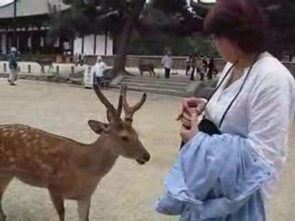 13-05-08 - Nara